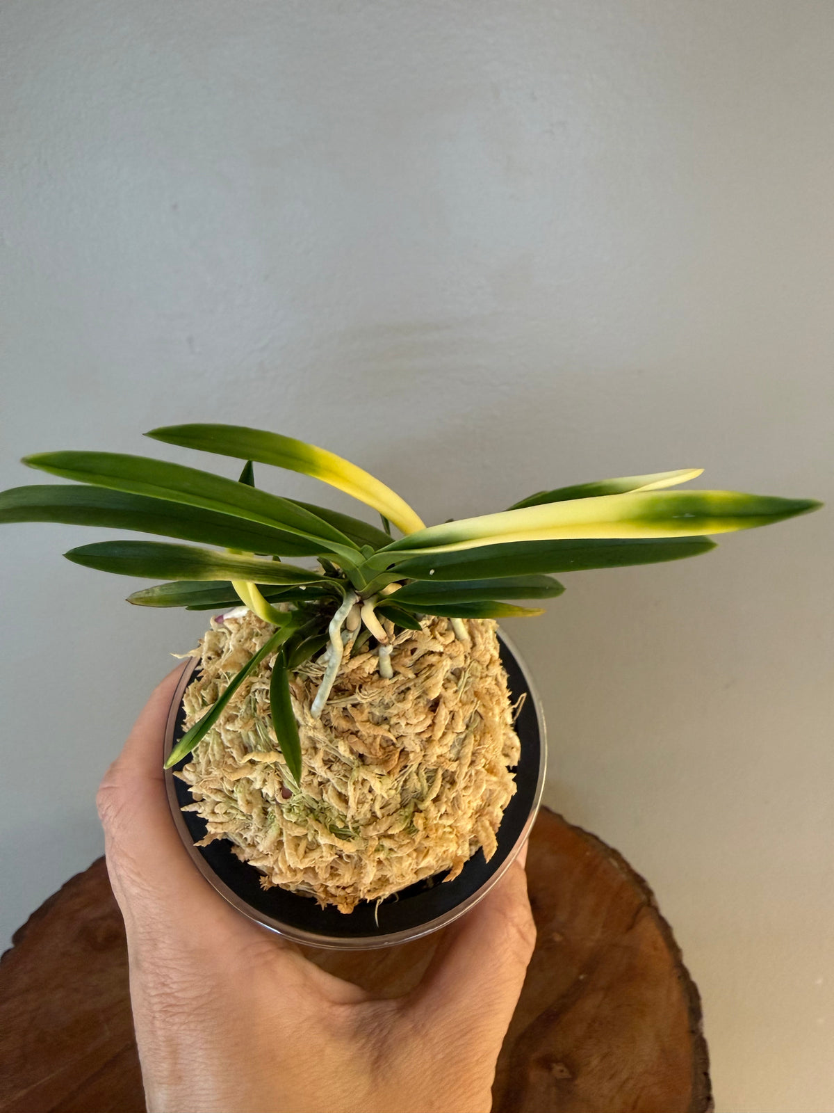 Neofinetia falcata Hokage 火影