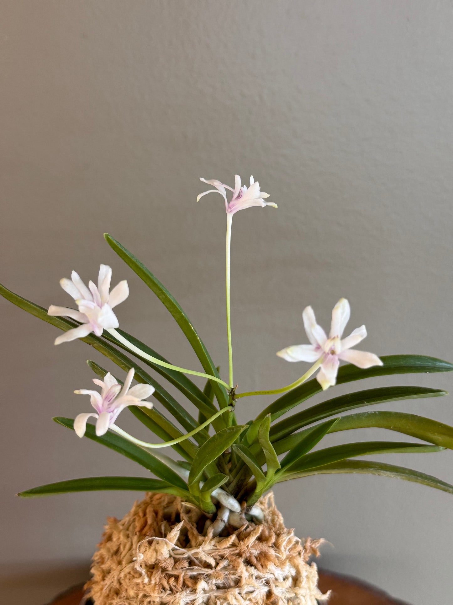 Neofinetia falcata Hanamatsuri 花祭