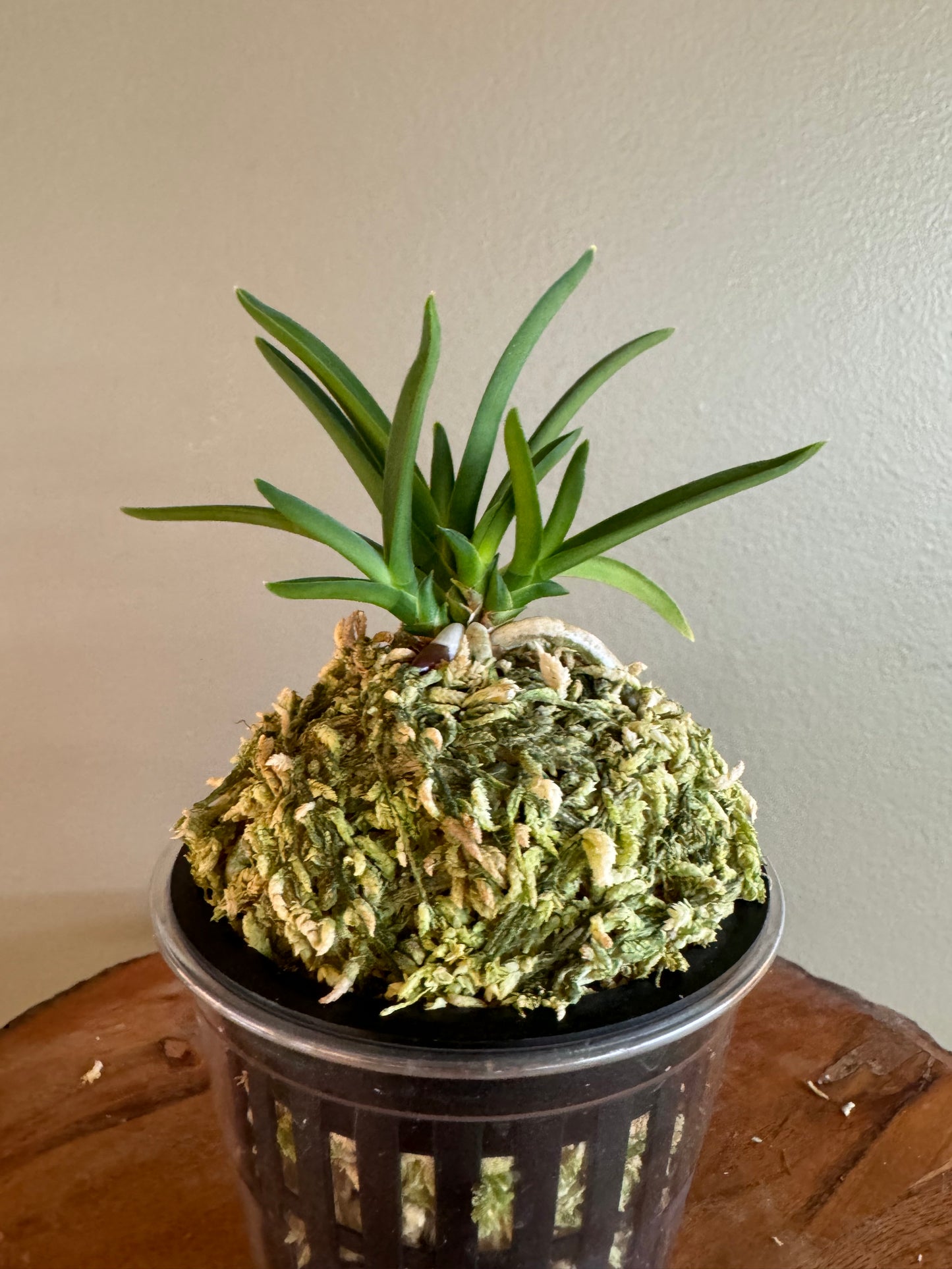 Neofinetia falcata Dohyeon 桃玄