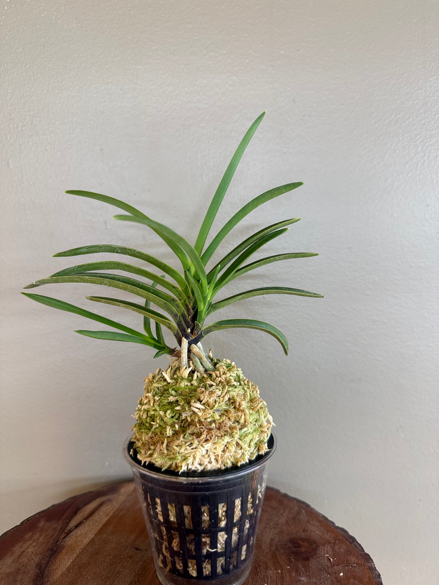 Neofinetia falcata Gahouden 雅宝殿