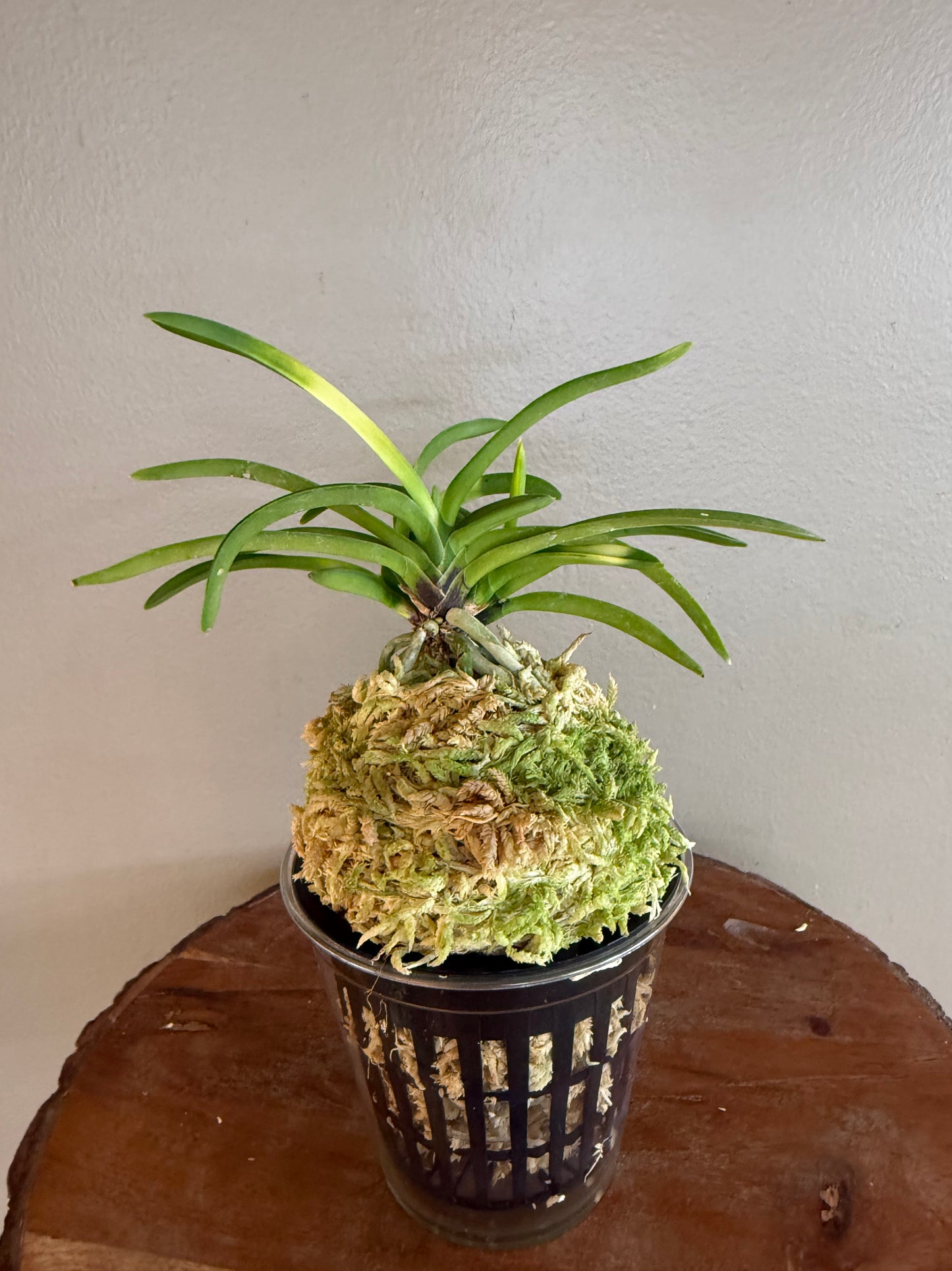 Neofinetia falcata Setsuza 雪山
