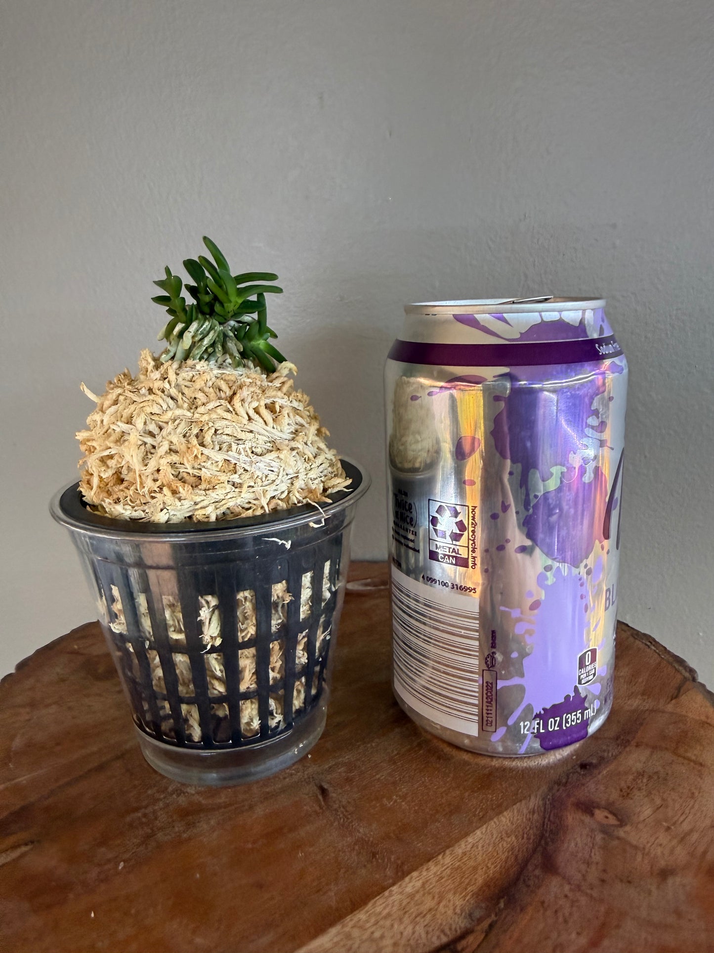 Neofinetia falcata Kuroshinju 黒真珠