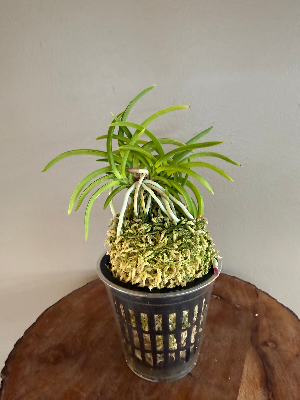 Neofinetia falcata Jomon no Hikari 縄文の光