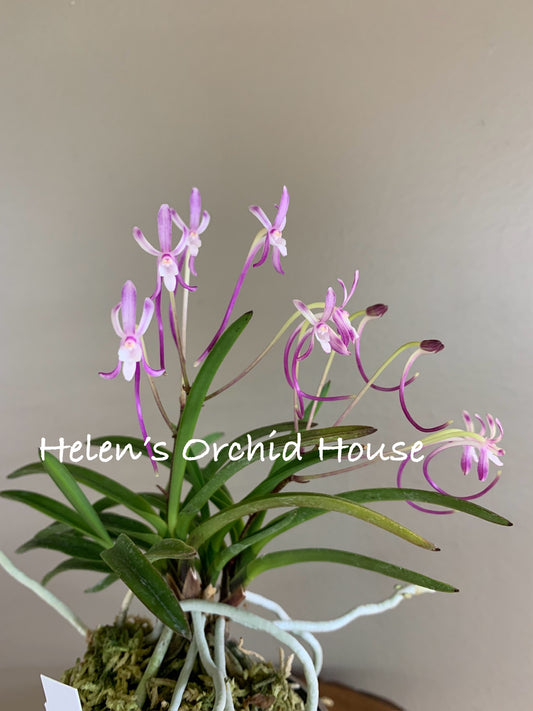 Neofinetia falcata Benitengu 紅天狗