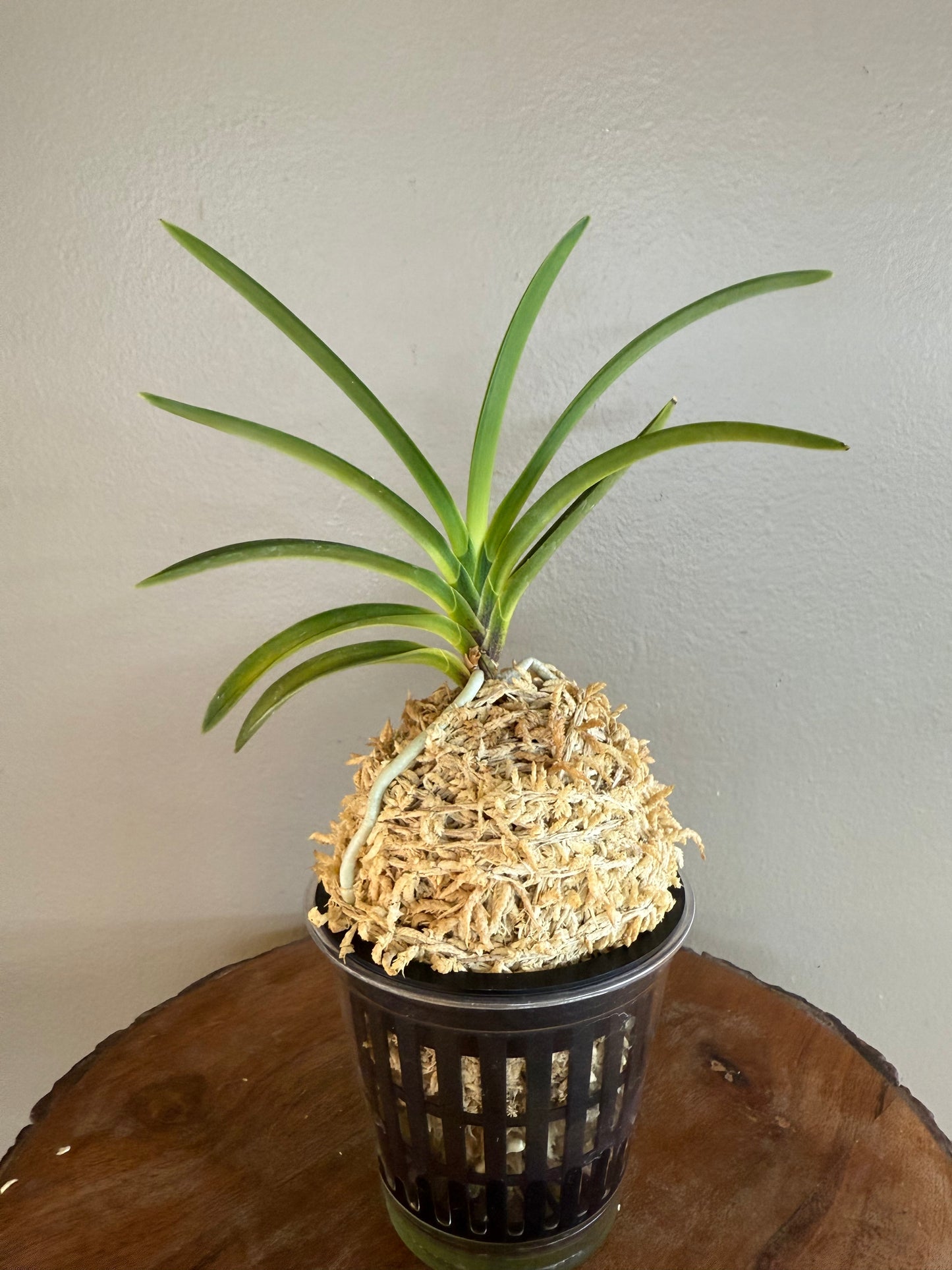 Neofinetia falcata Hakutenko 白天晃