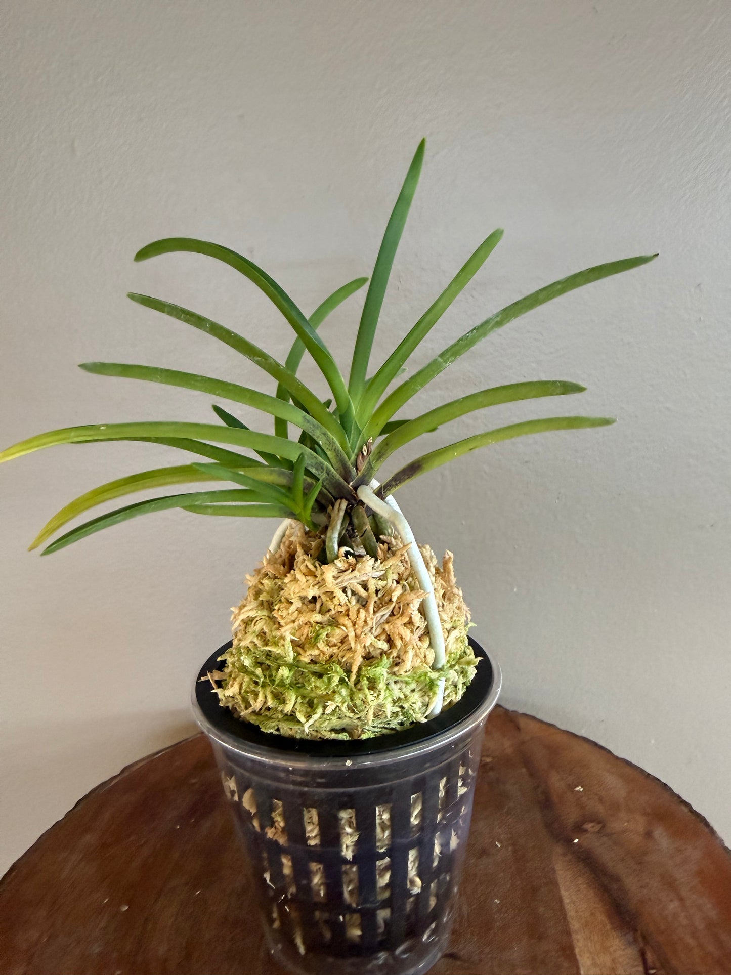 Neofinetia falcata Benigkaede 紅楓