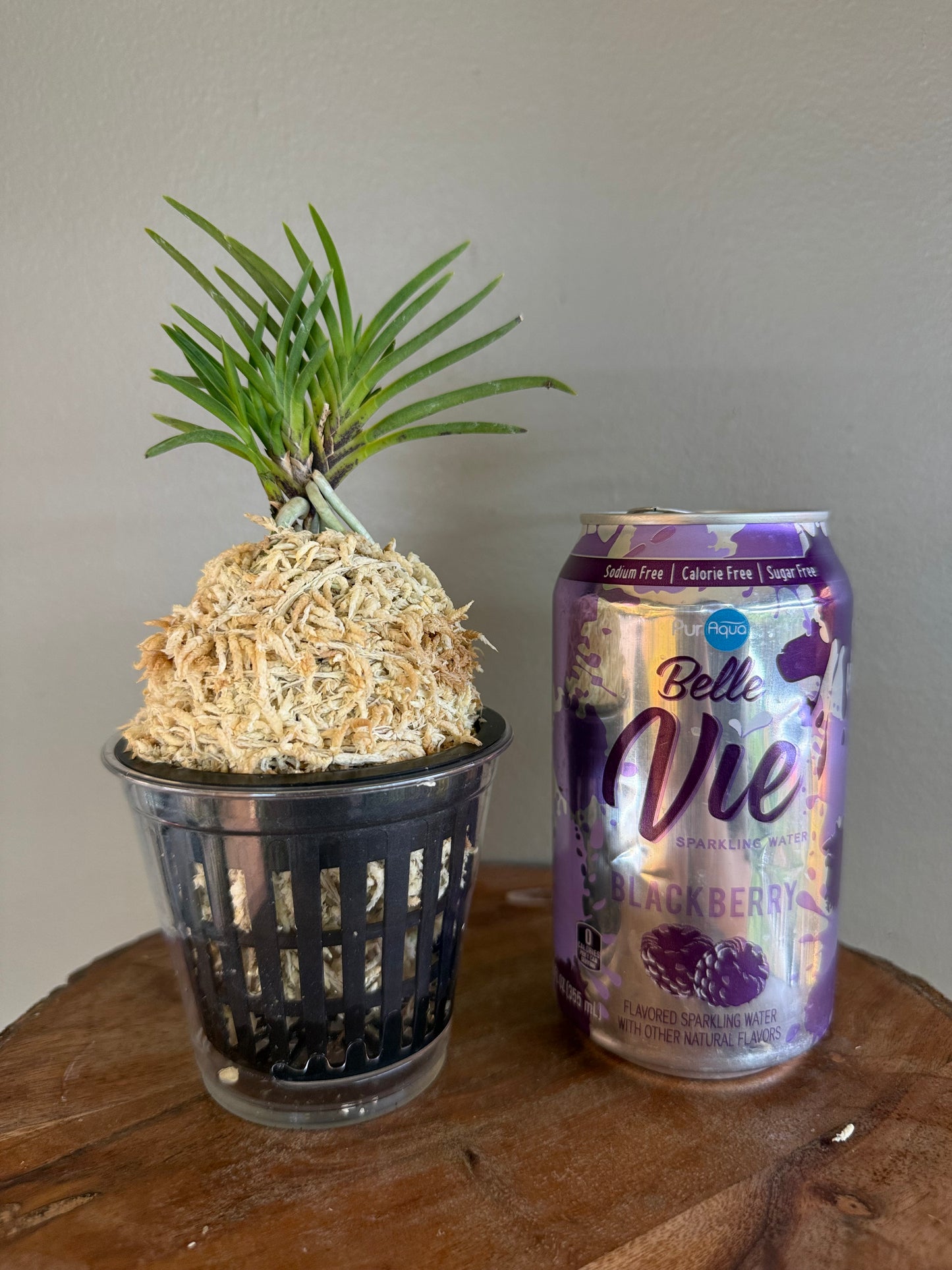 Neofinetia falcata Yoroidoshi 鎧通