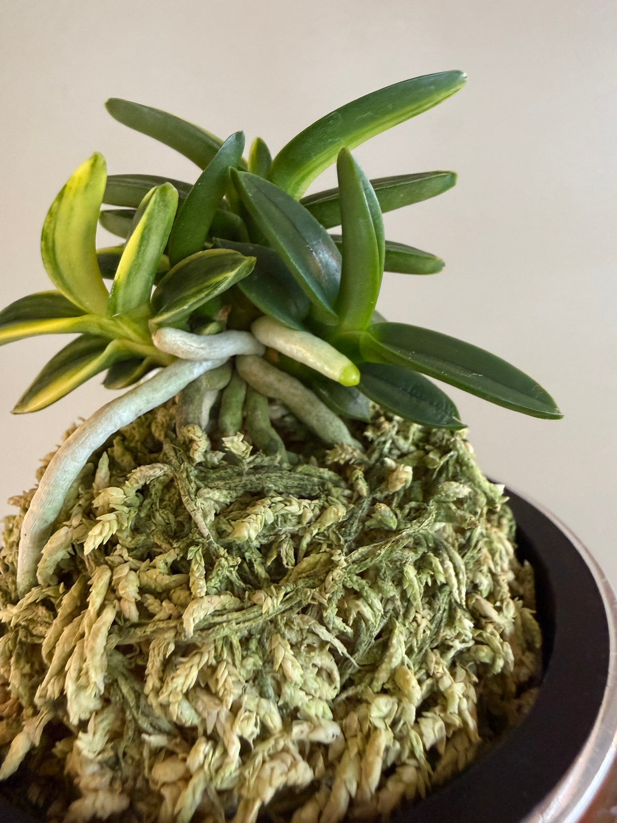 Neofinetia falcata Chwiwolho 翠月湖