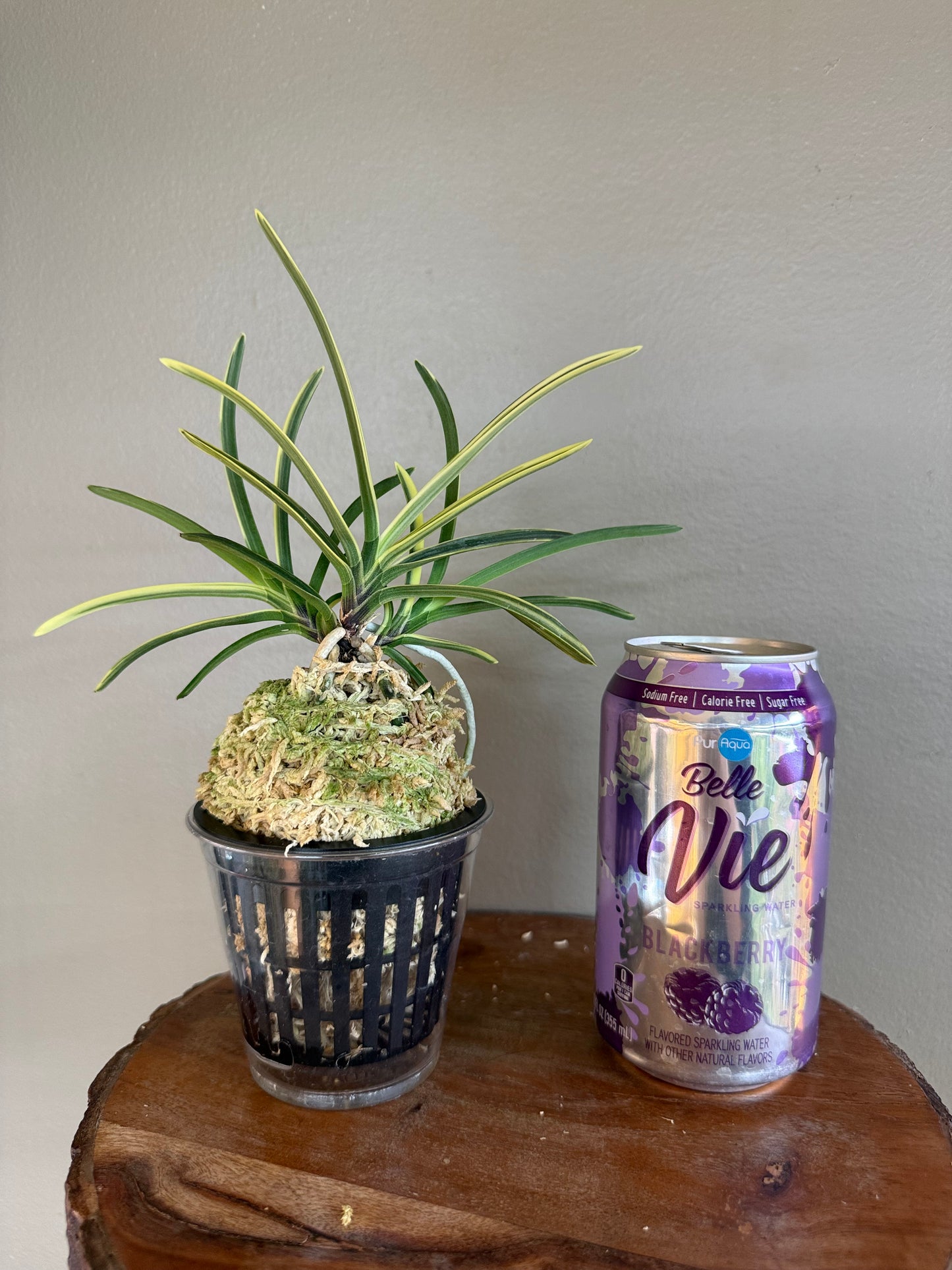 Neofinetia falcata Nishidemiyako 西出都