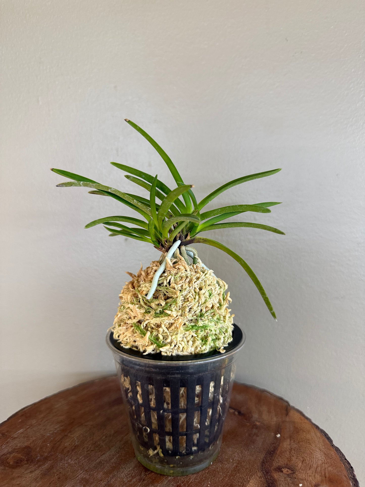 Neofinetia falcata Shineyukou 神龍紅