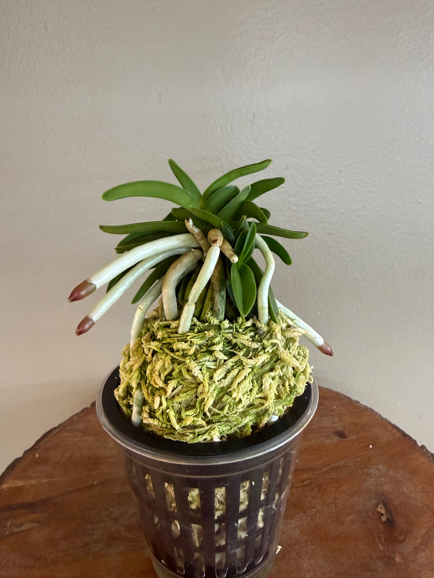Neofinetia falcata Myeong-Ok 明玉