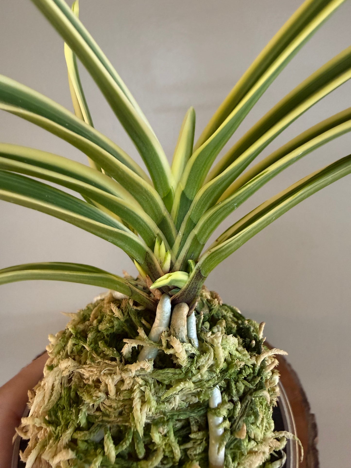 Neofinetia falcata Gwanak 冠岳