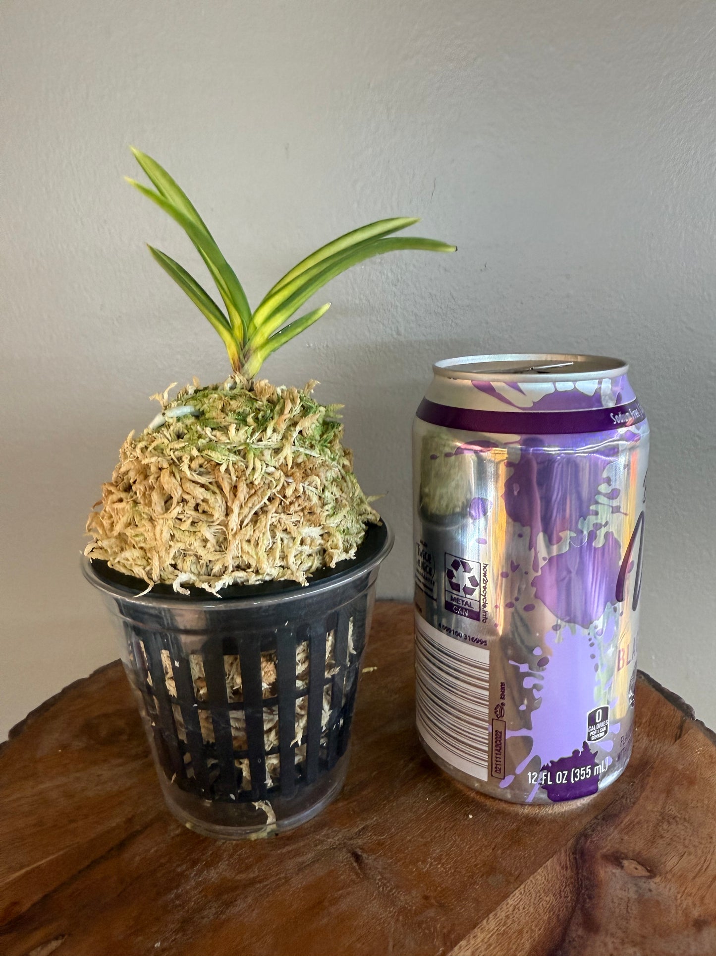 Neofinetia falcata Oboroduki 朧月