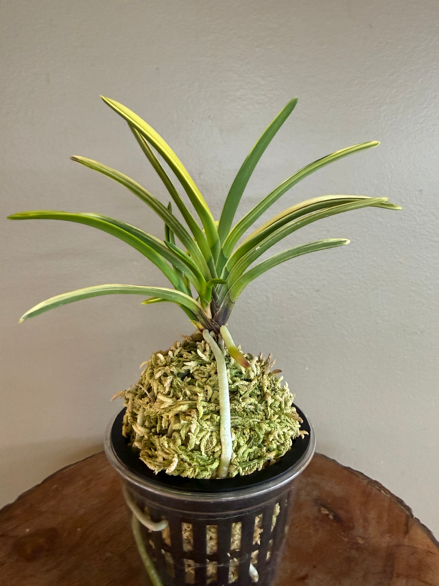 Neofinetia falcata Chikyuhou 地球寶