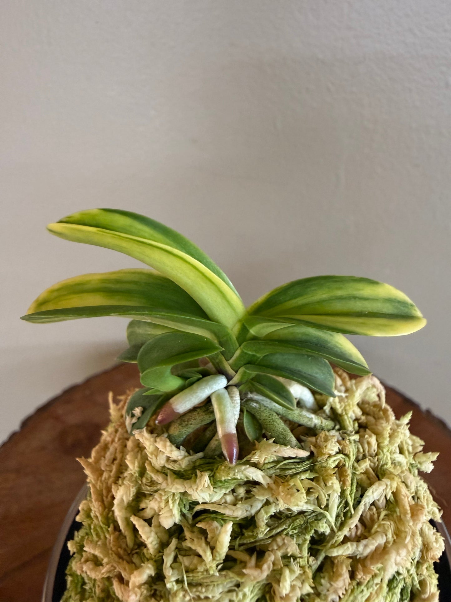 Neofinetia falcata Kakuozan 覚王山