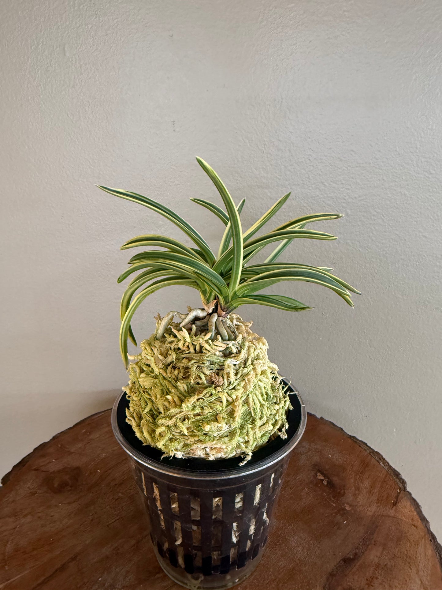 Neofinetia falcata Higashidemiyako 東出都