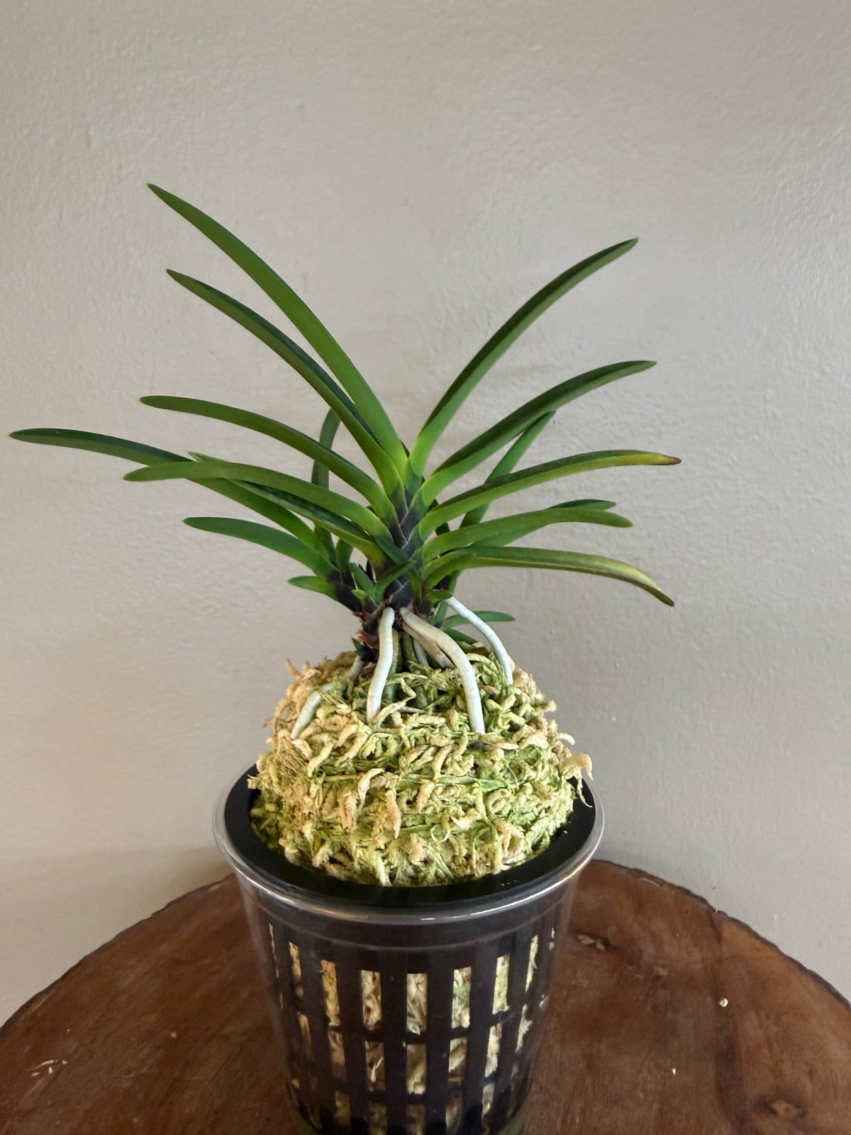 Neofinetia falcata Hanakanzashi 花簪