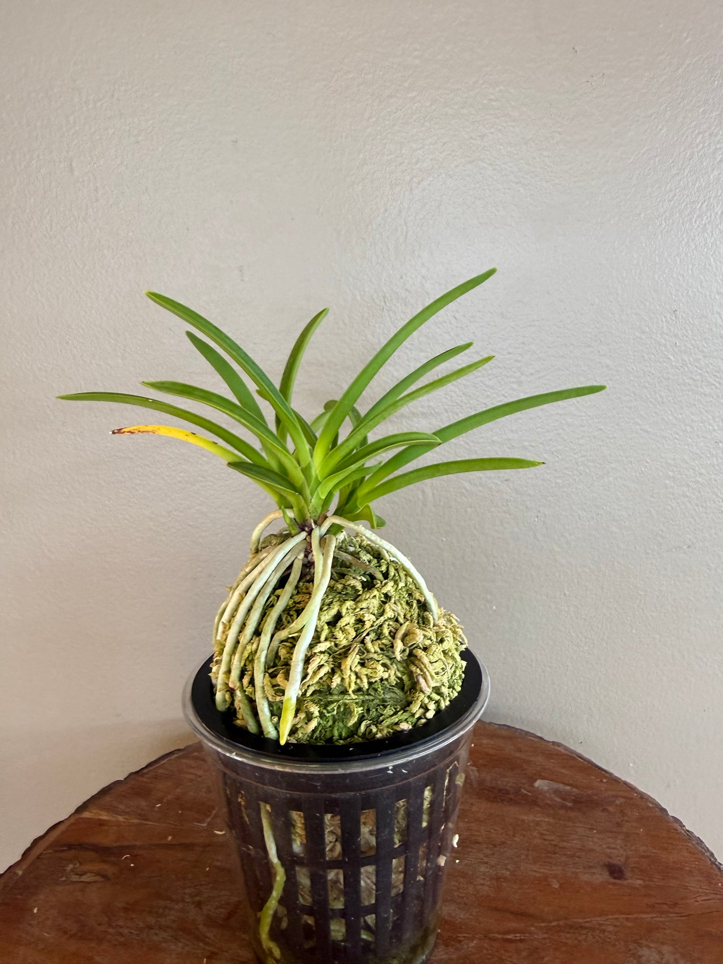 Neofinetia falcata 京美人 Kyobijin