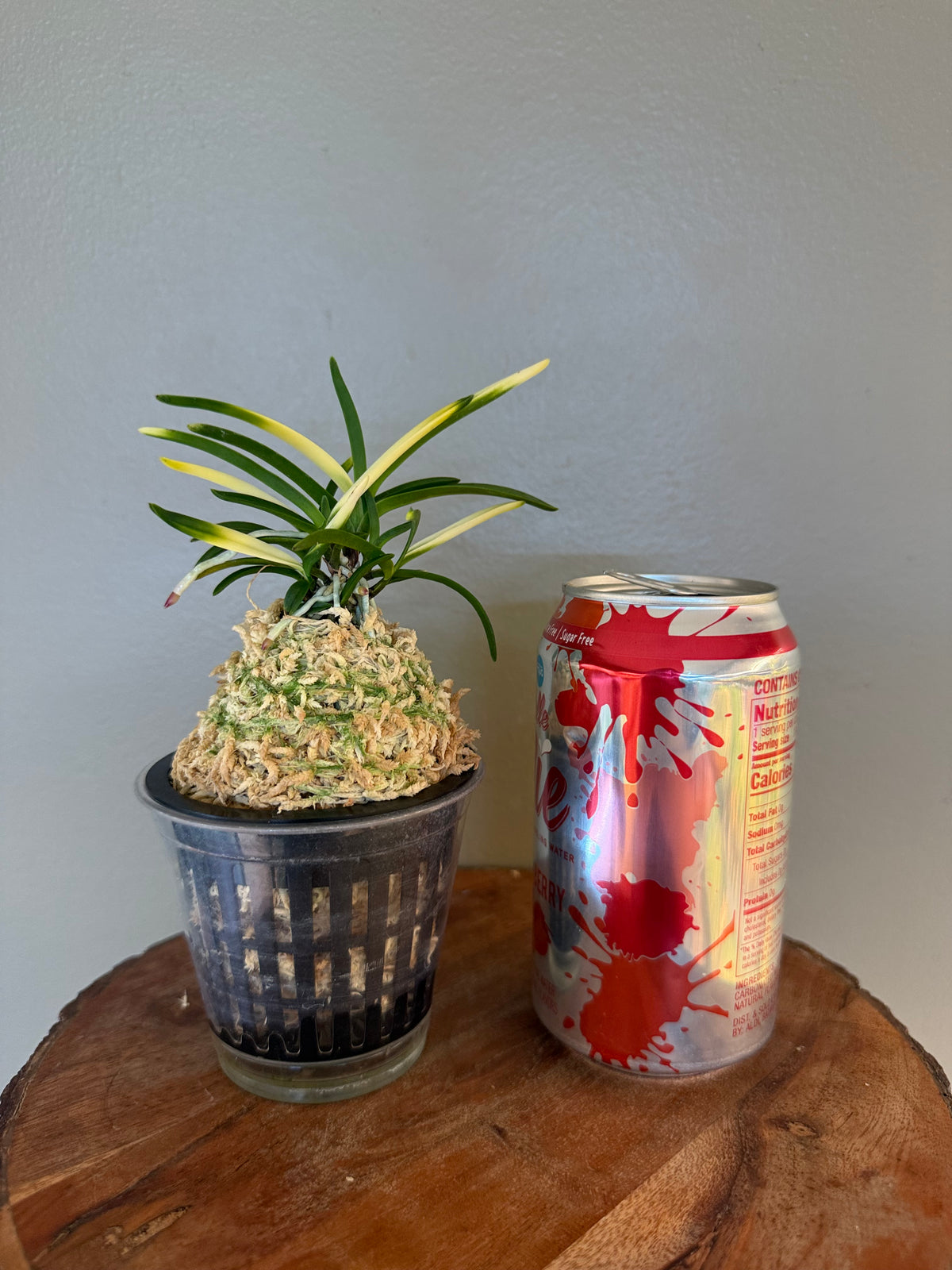 Neofinetia falcata Hokage 火影