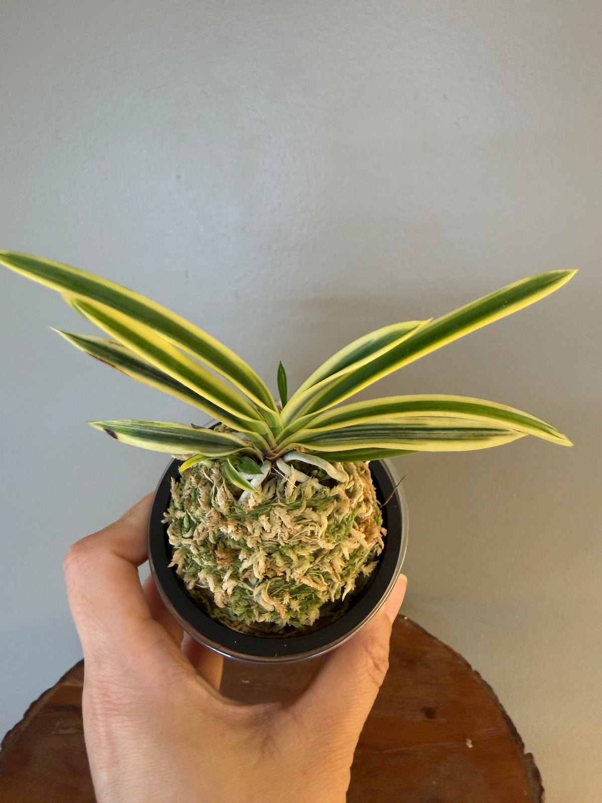 Neofinetia falcata Yuri 琉璃(Amami kanpaku  奄美冠白)