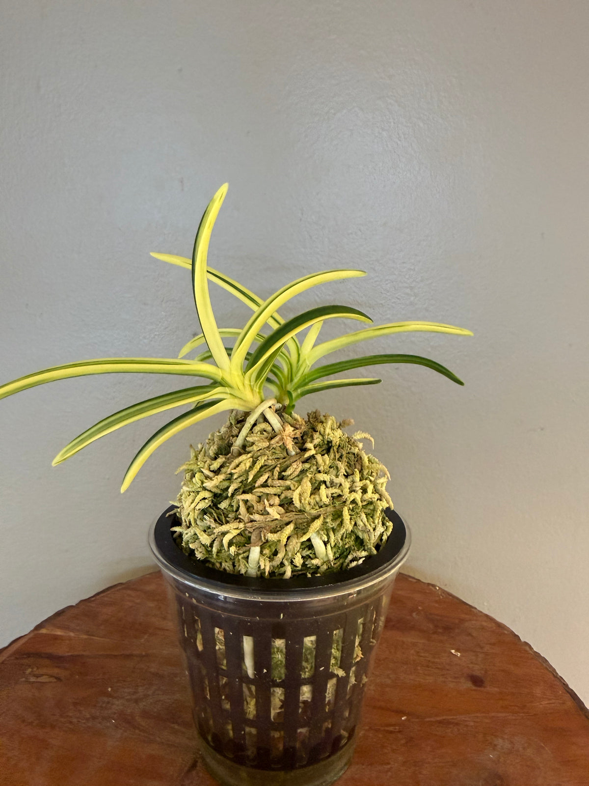 Neofinetia falcata Orihime 織姫
