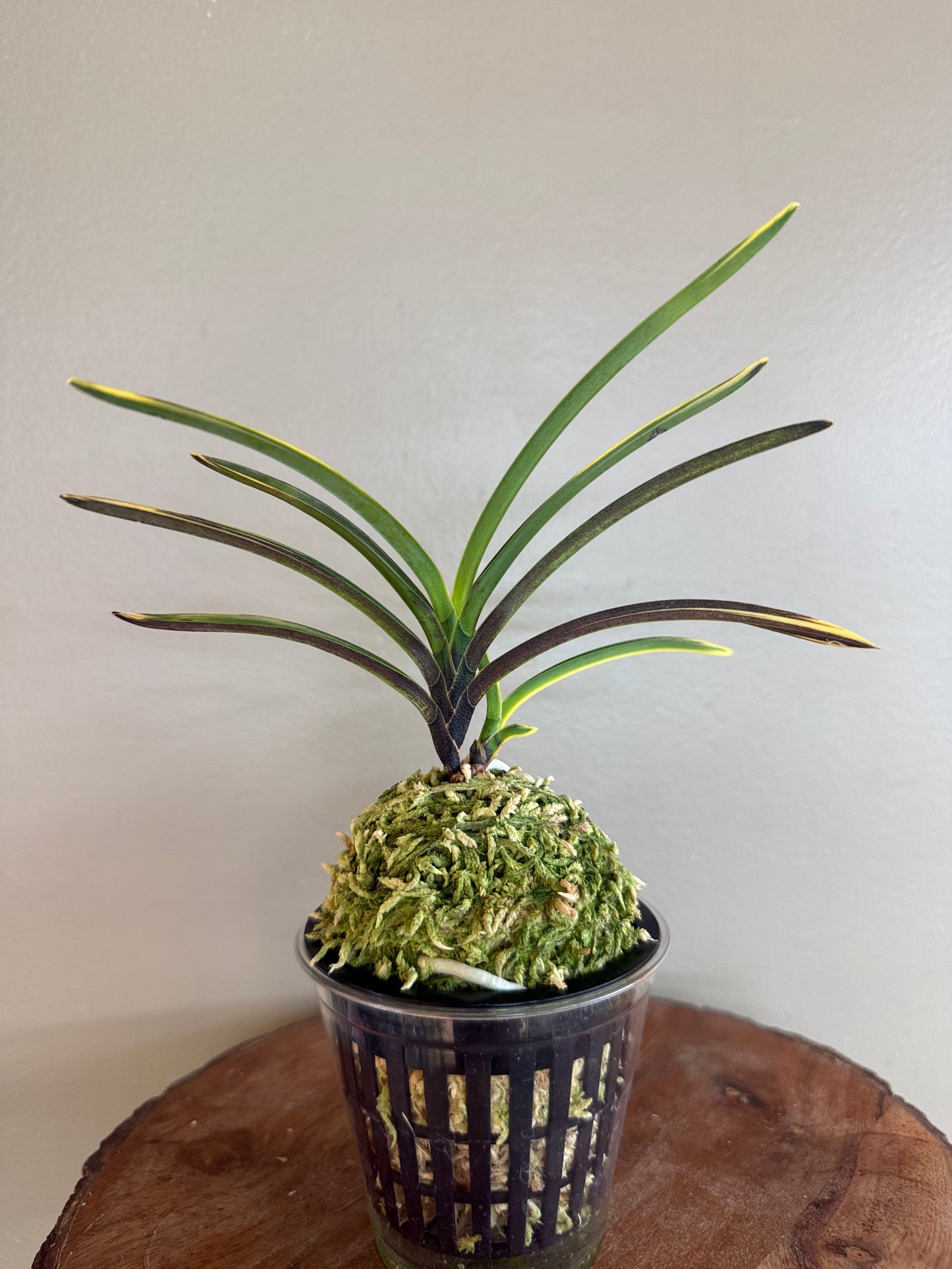 Neofinetia falcata Ouyashima 大八州