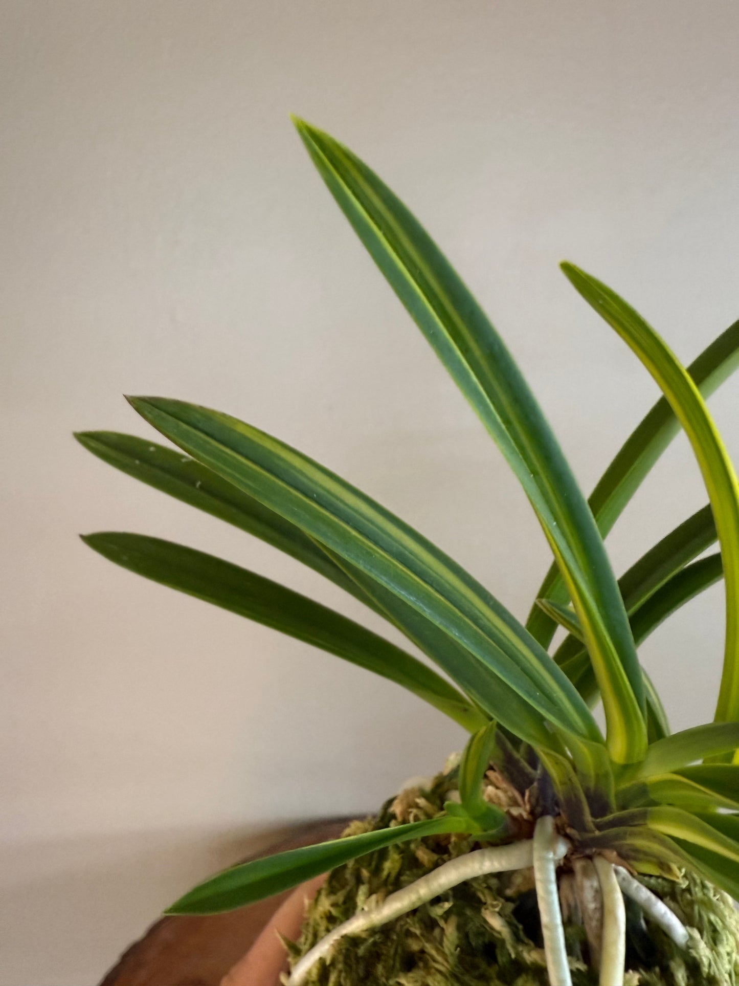 Neofinetia falcata Kinkabuto 金兜