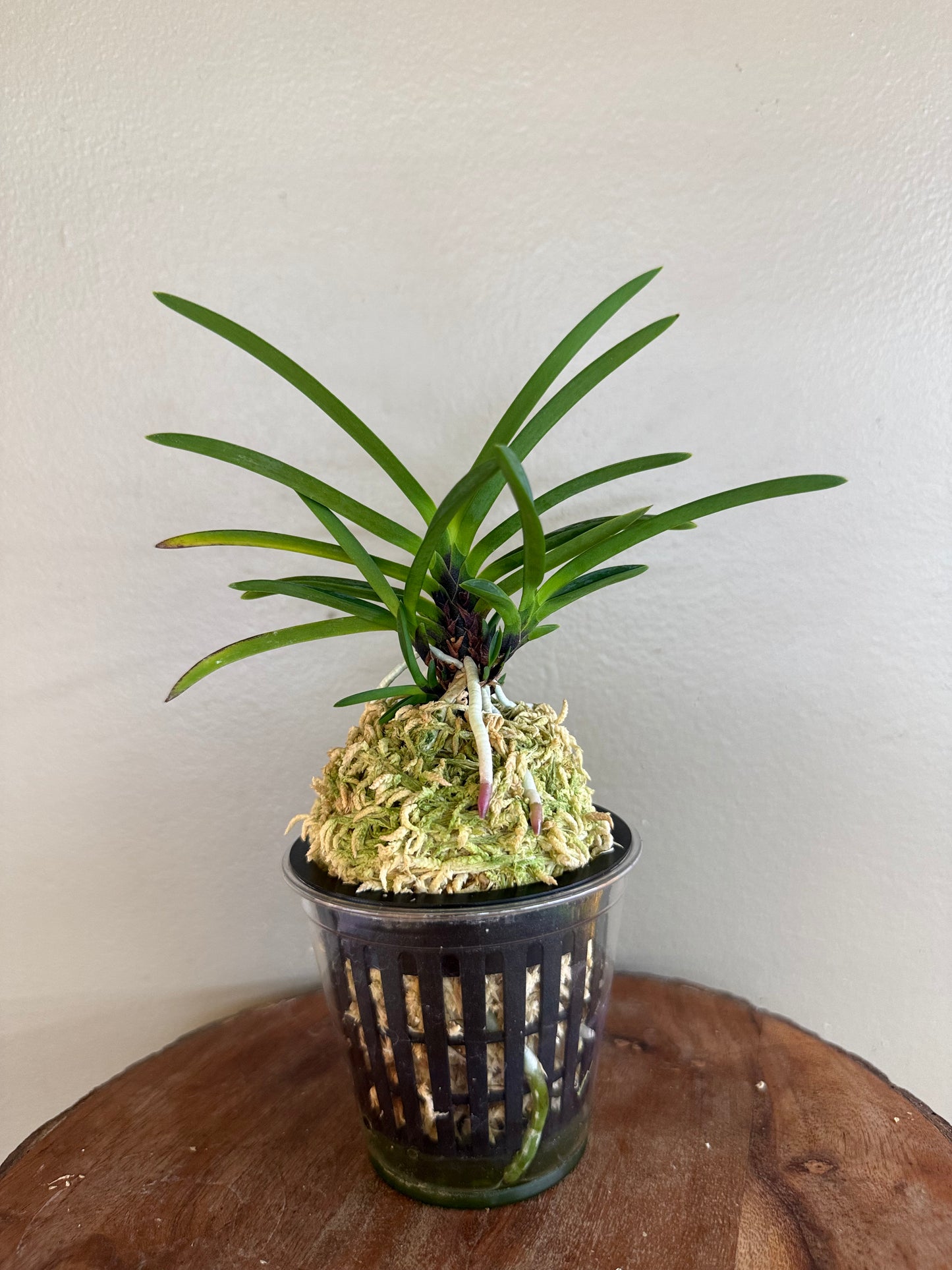 Neofinetia falcata Hanakanzashi 花簪