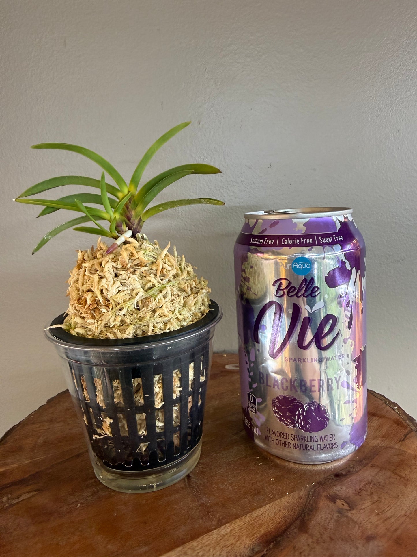 Neofinetia falcata Shingetsu 真月