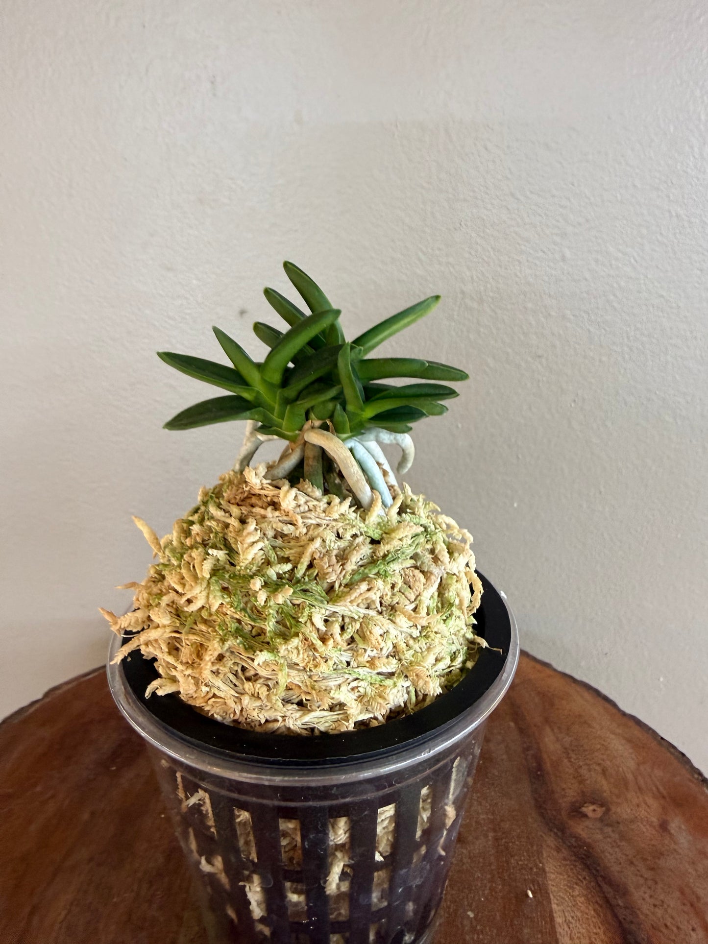 Neofinetia falcata Chwiwol 翠月