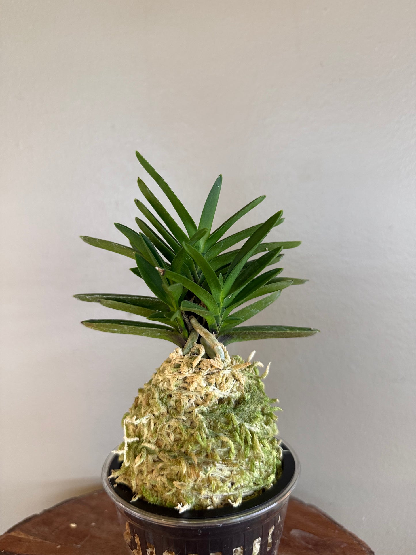 Neofinetia falcata Wonhyo 元曉