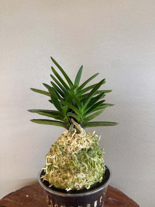 Neofinetia falcata Wonhyo 元曉