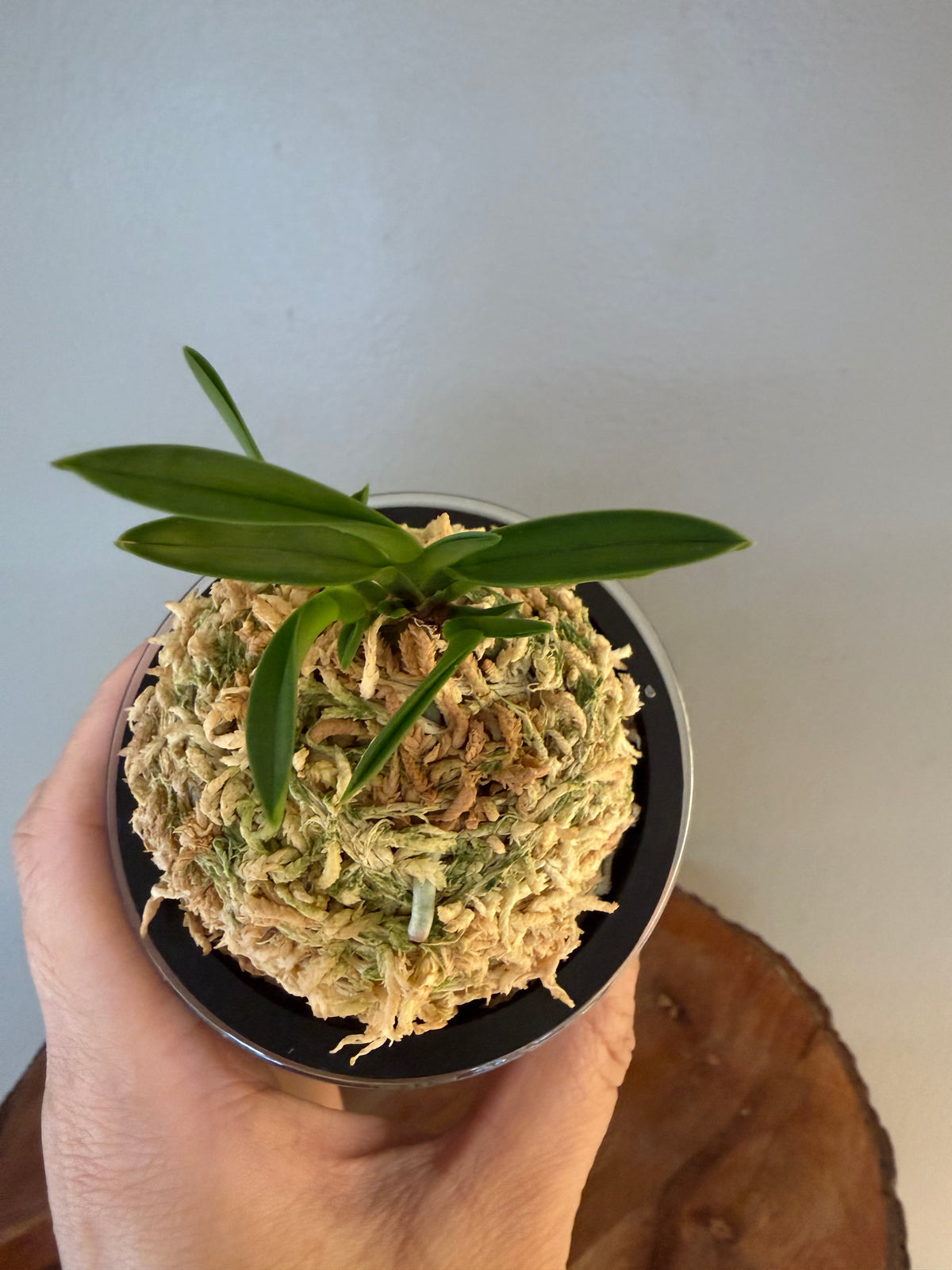Neofinetia falcata Kinkujaku 金孔雀