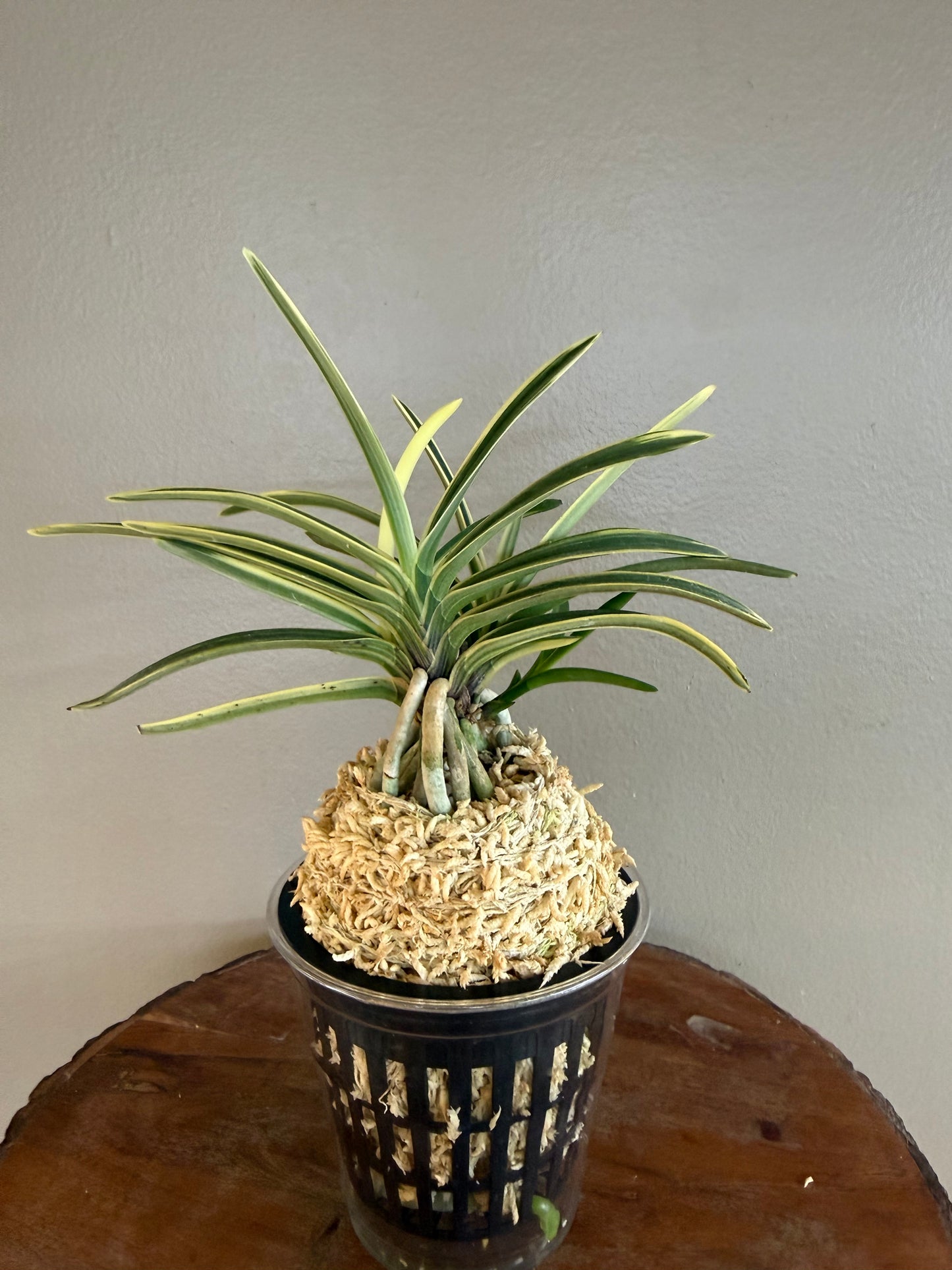 Neofinetia falcata Hakuo Fukurin 白皇覆輪
