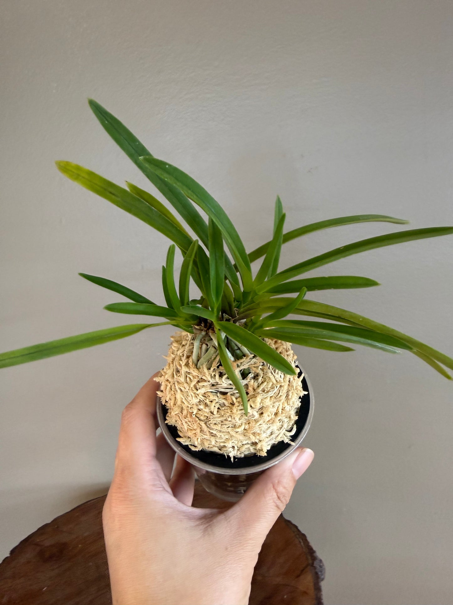 Neofinetia falcata Hongchun 紅春