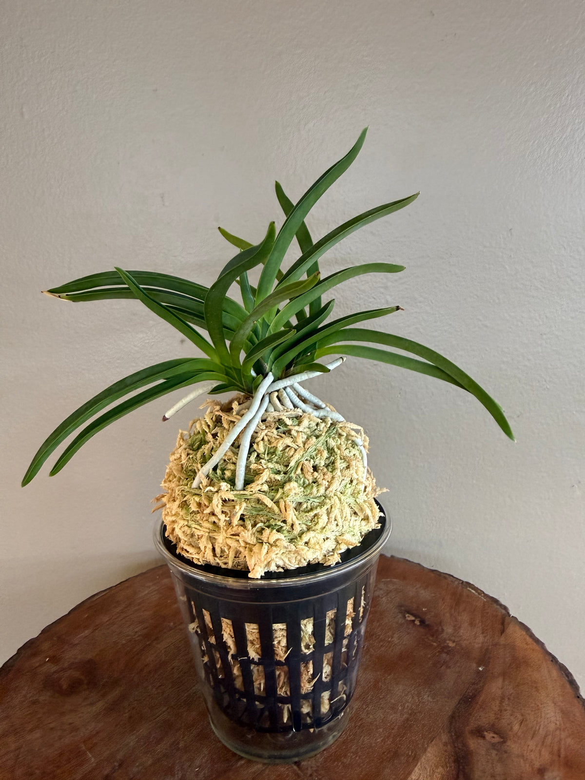 Neofinetia falcata Kibana 黃花