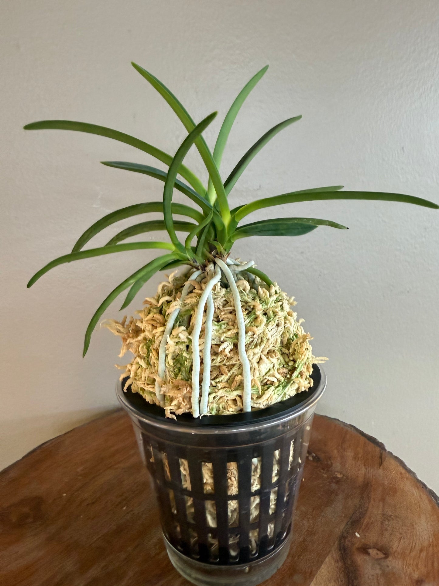 Neofinetia falcata Benibotaru 紅蛍