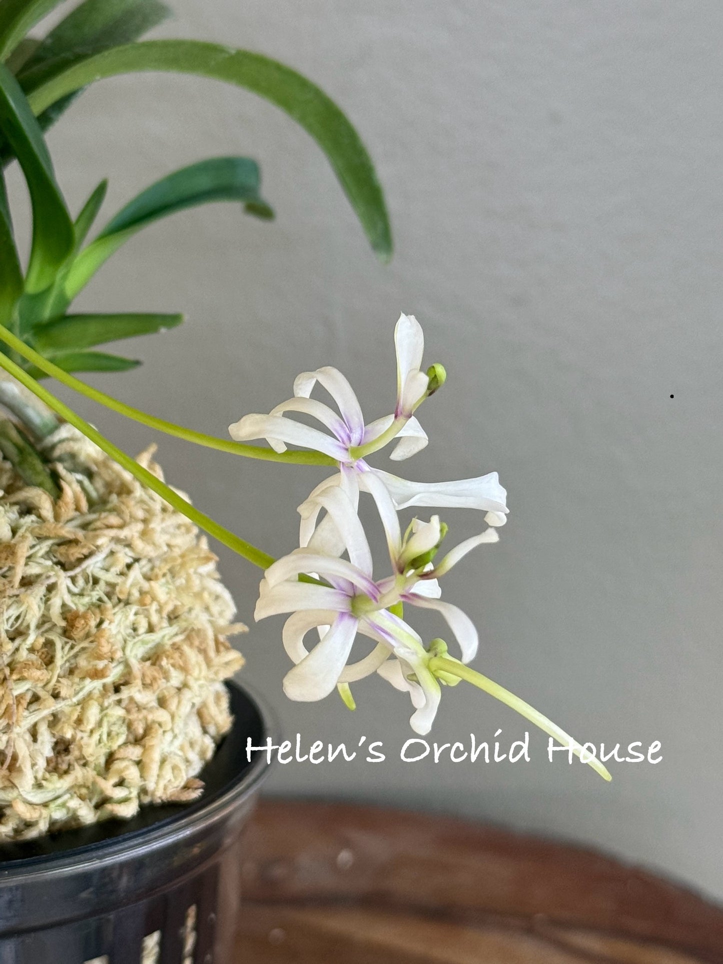 Neofinetia falcata Yamafubuki 山吹雪