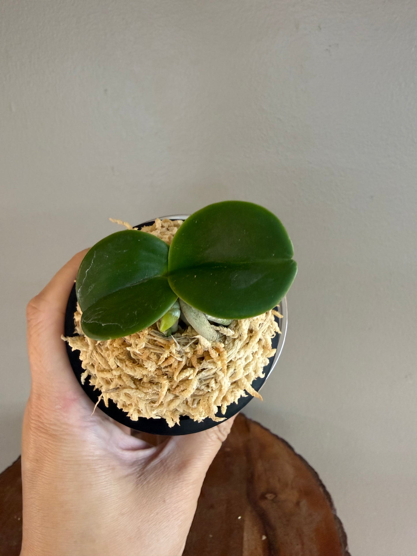 Sedirea japonica Minmaru 明丸