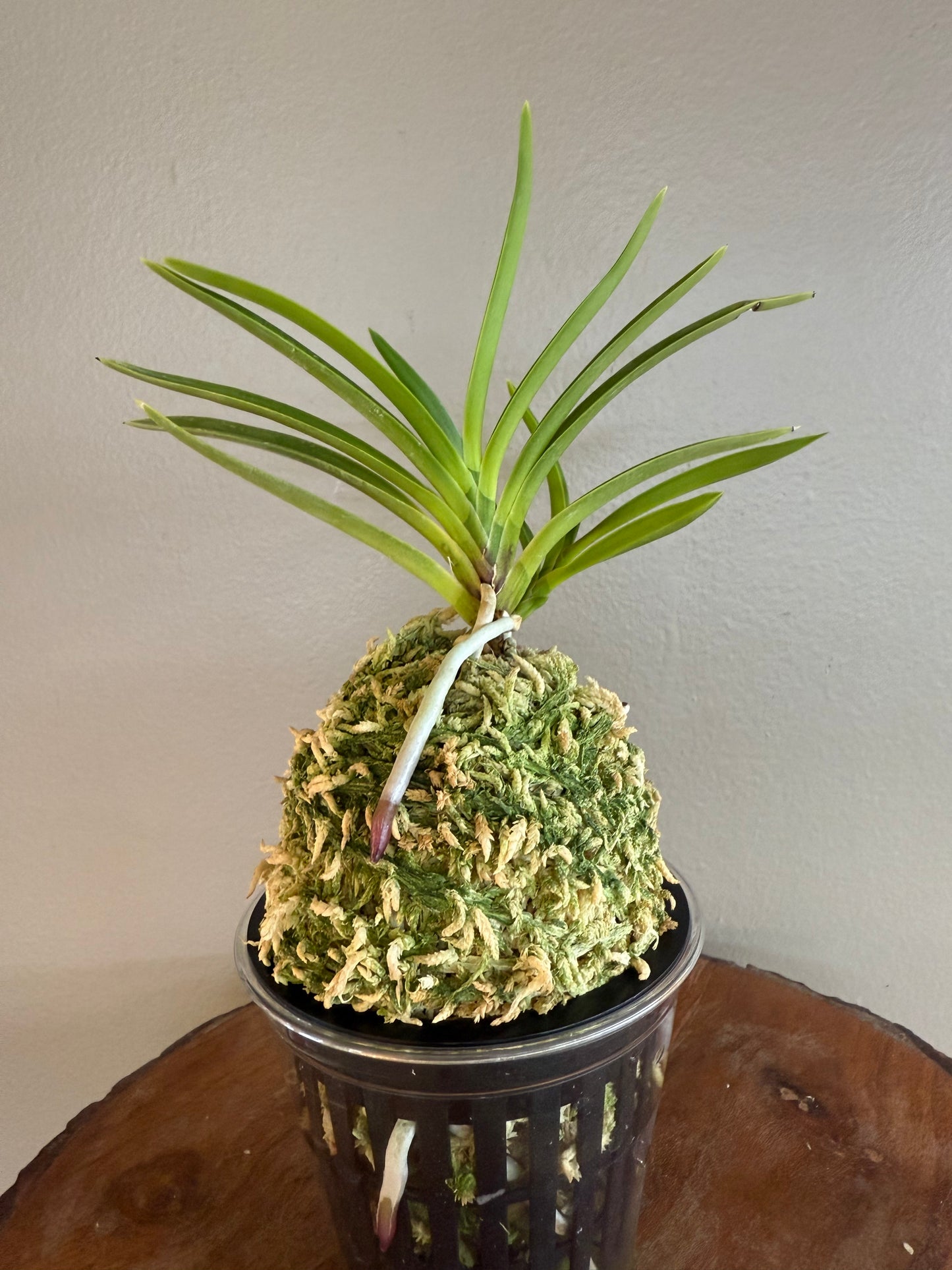 Neofinetia falcata Gongju 公主