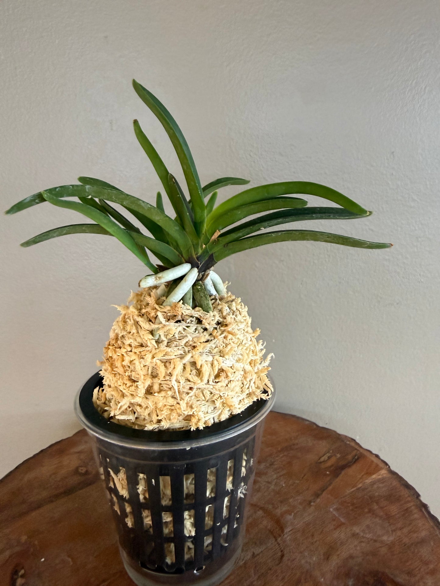 Neofinetia falcata Honghyeon 紅玄