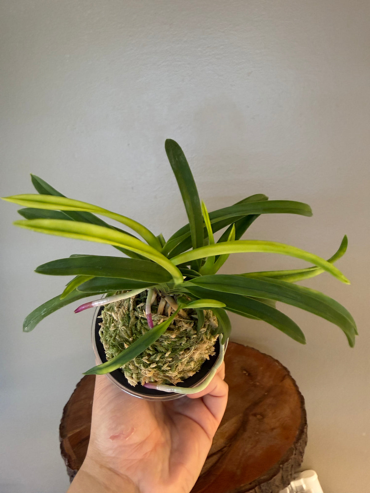 Neofinetia falcata Ooawaumi 大淡海(Ruby root)