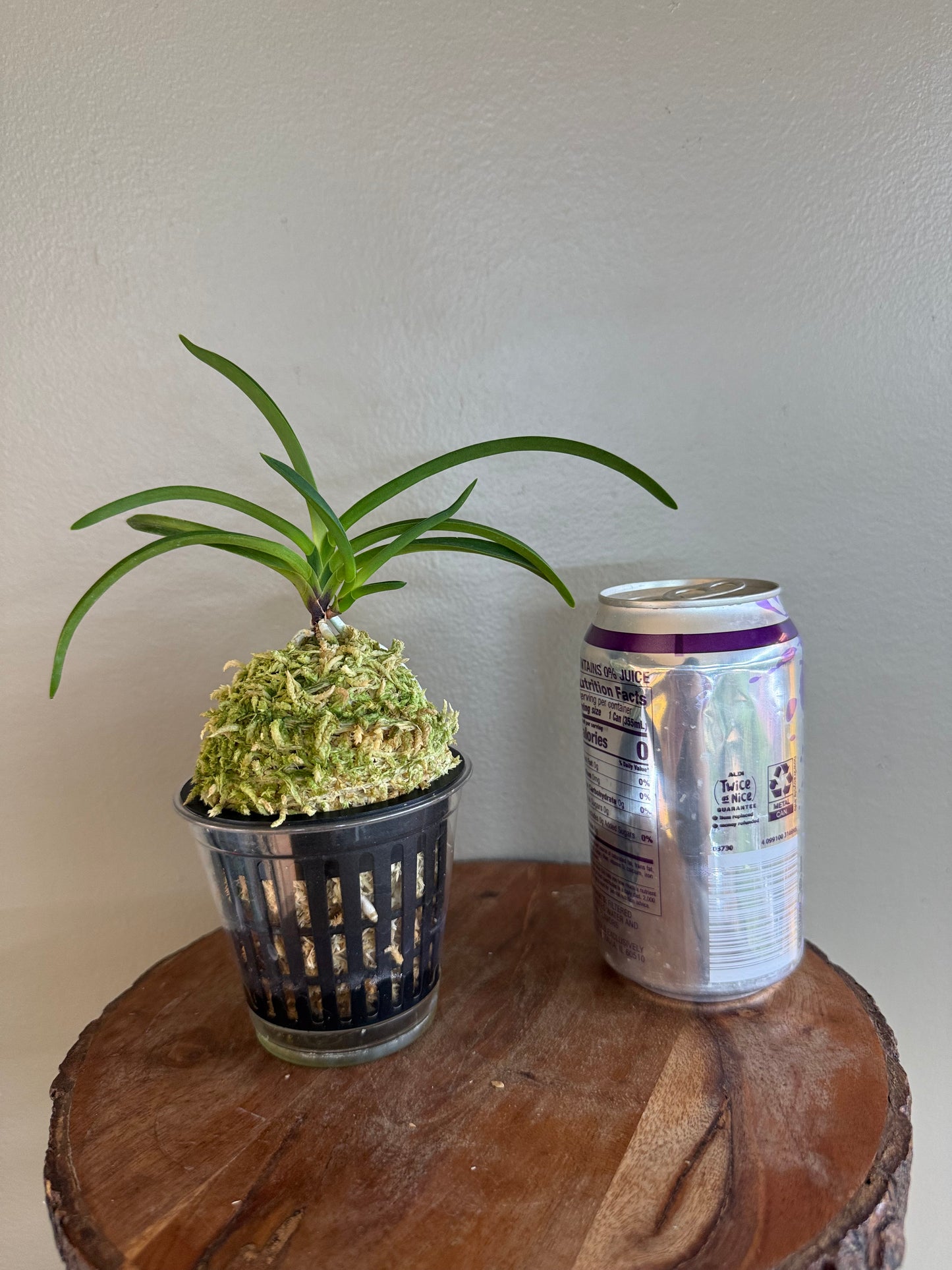 Neofinetia falcata Jangjahong 長紫紅