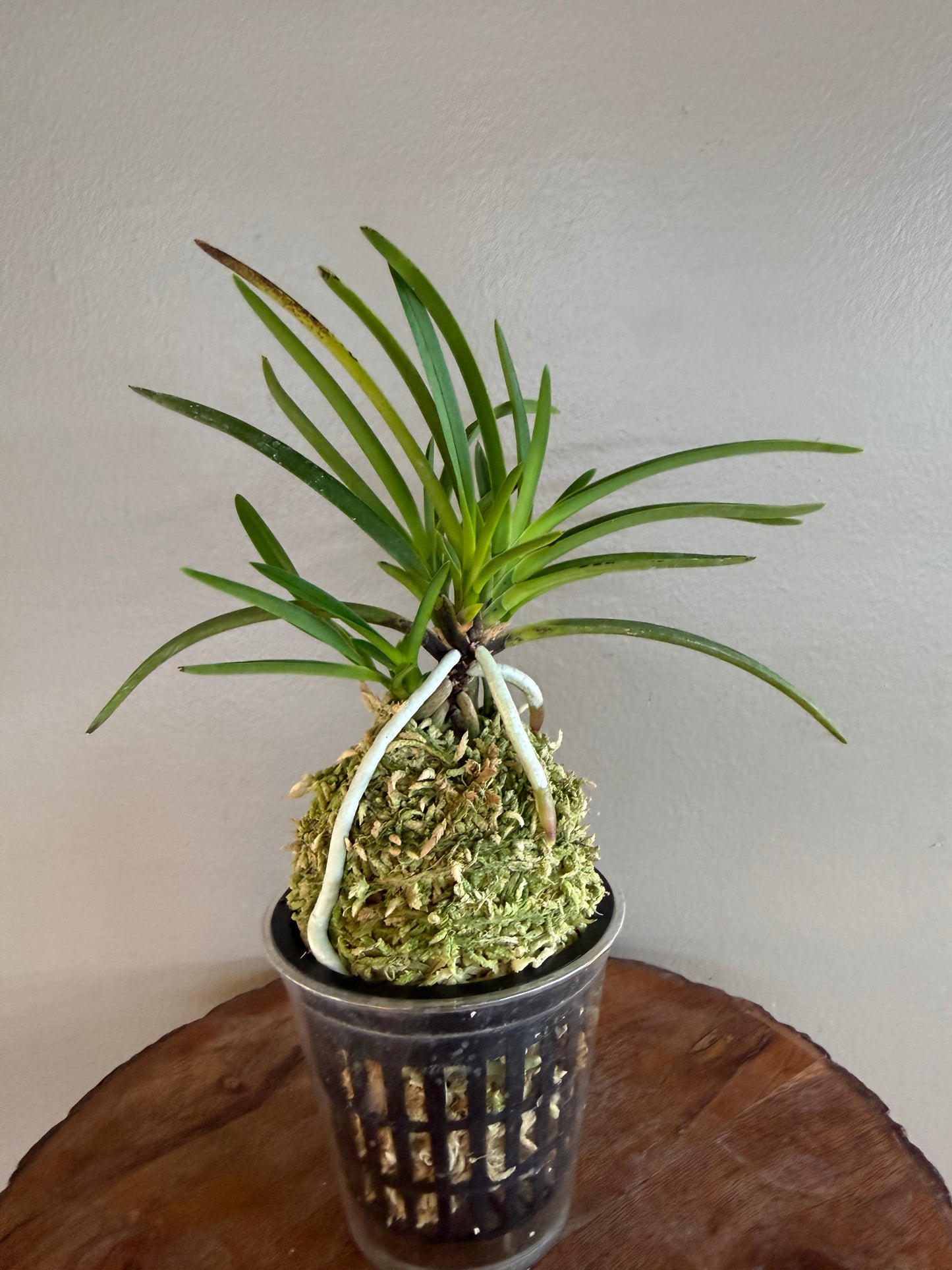 Neofinetia falcata Shunkyuden 春及殿