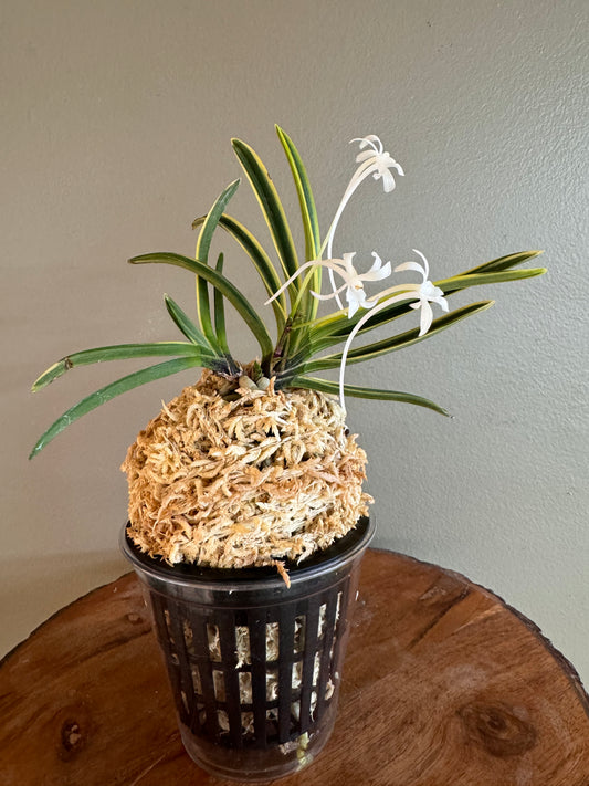 Neofinetia falcata Nishidemiyako 西出都