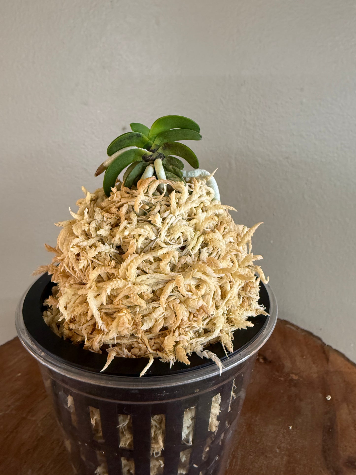 Neofinetia falcata Seikai 青海
