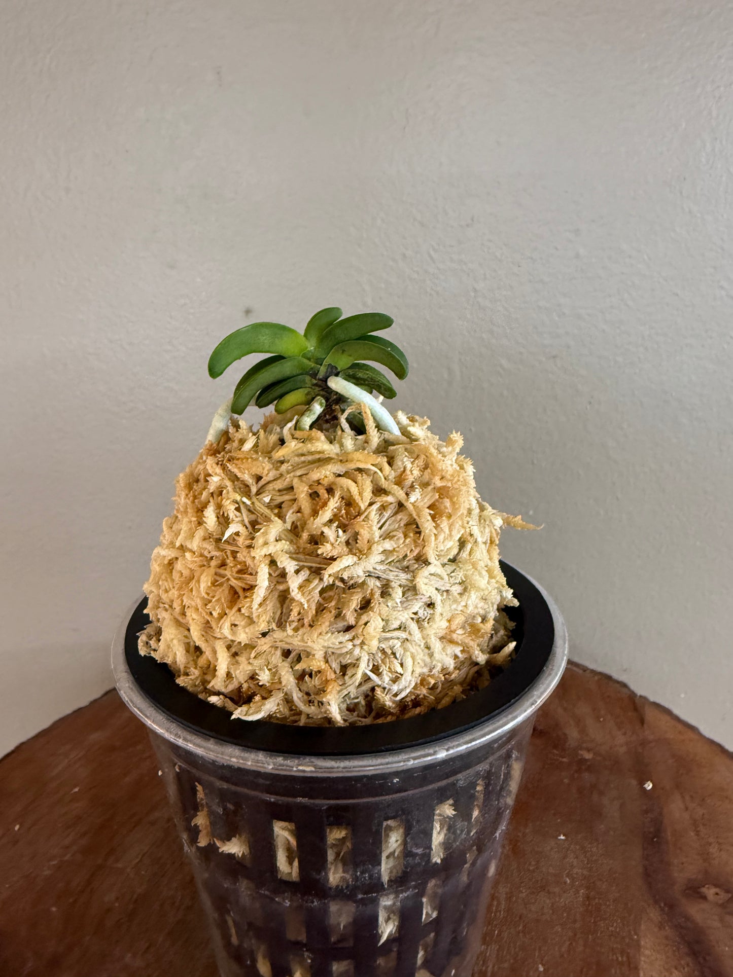 Neofinetia falcata Seikai 青海