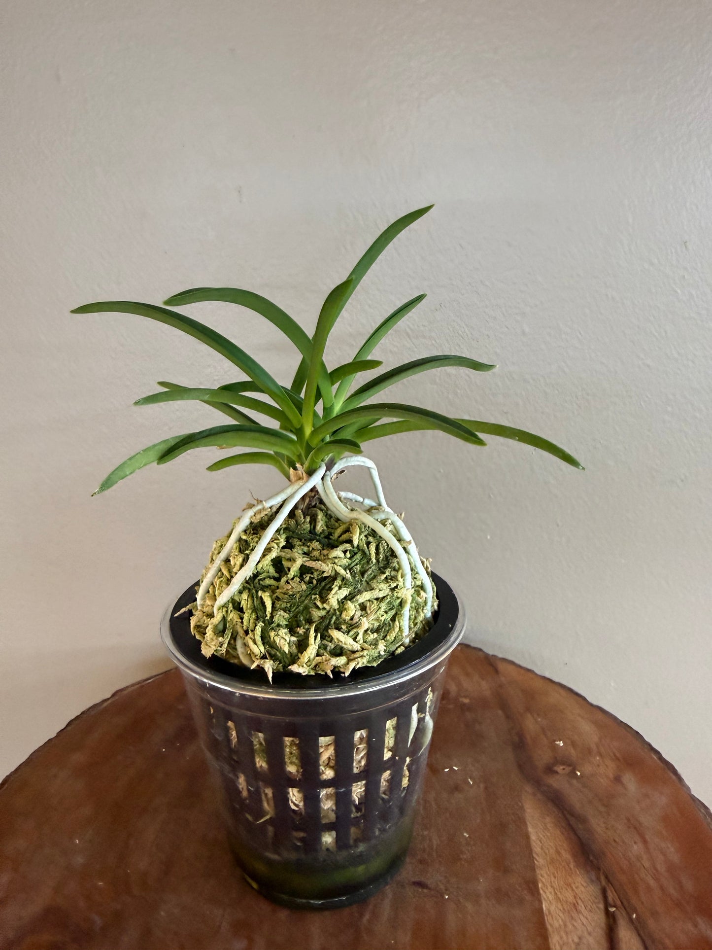 Neofinetia falcata Honggang 紅綱