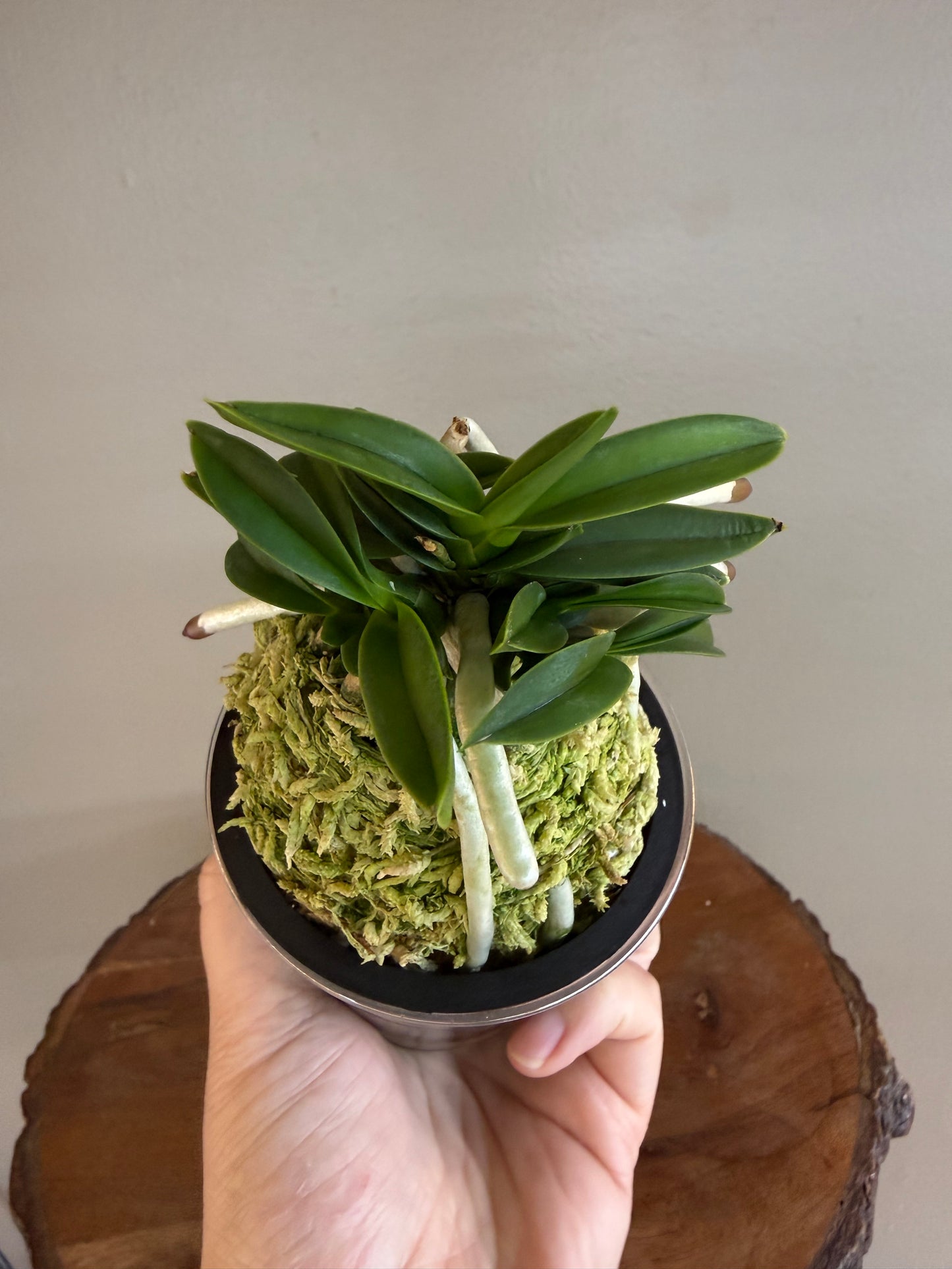 Neofinetia falcata Myeong-Ok 明玉