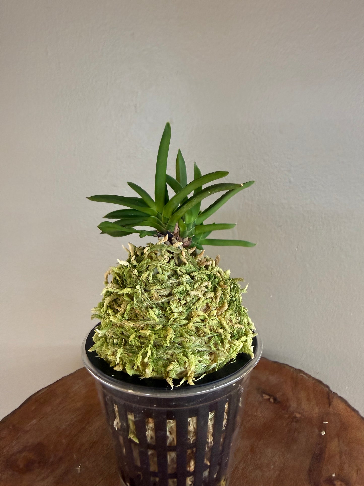 Neofinetia falcata Raizan 雷山